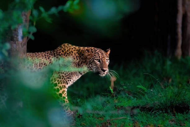 A New Chapter in Wildlife Conservation